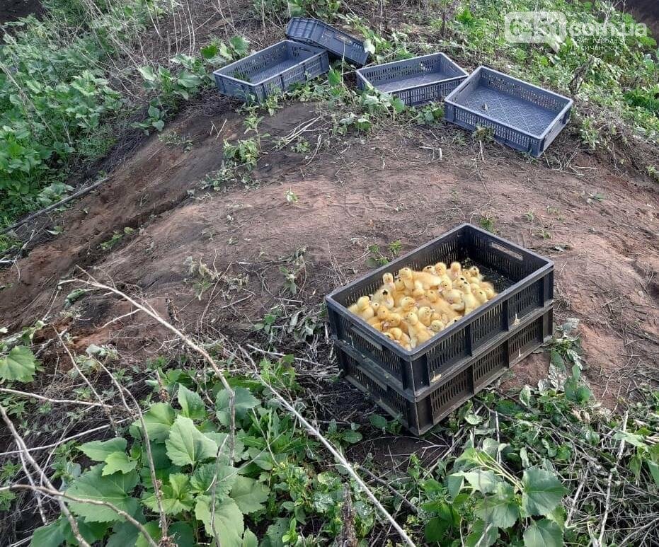 Из-за действий контрабандистов в Луганской области погибло..., фото-1 Из-за действий контрабандистов в Луганской области погибло 400 утят, фото-1